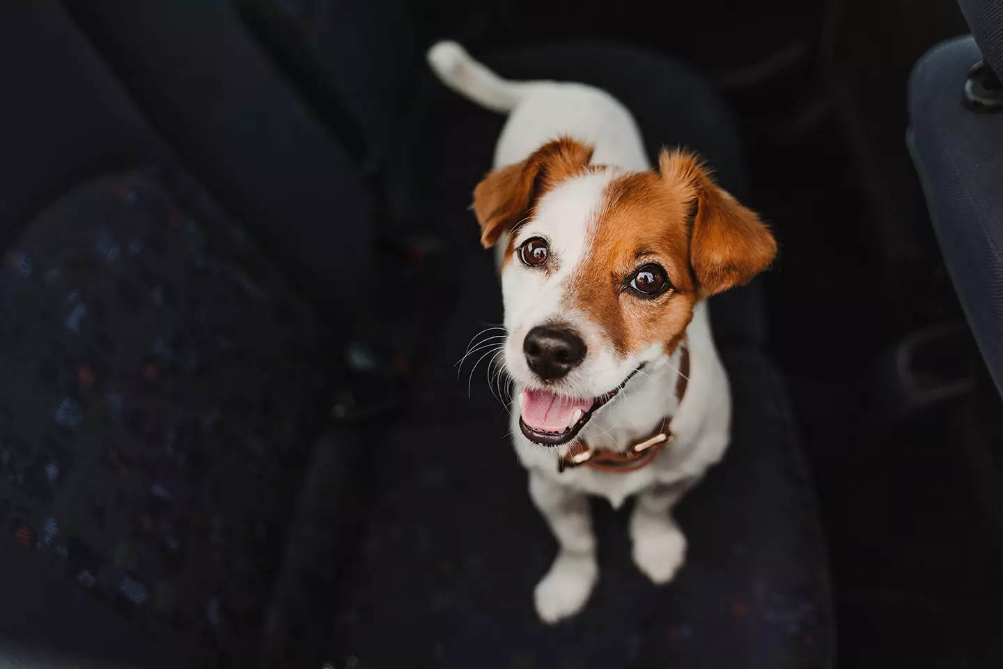 Perro en el asiento trasero de un auto representando como Uber Pet facilitará hacer viajes con mascotas.