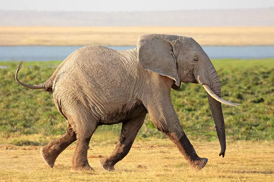 Nueva Inteligencia Elefante caminando representando que la nueva Inteligencia Artificial protegerá a elefantes de cazadores furtivos.